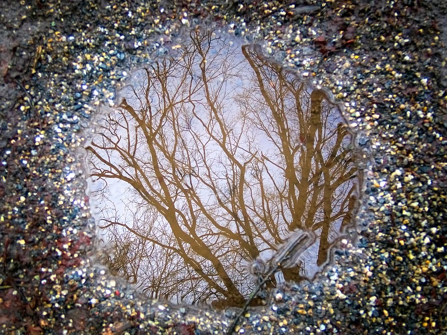 puddle, rain puddle, water puddle, mirroring, tree, ground HD wallpaper