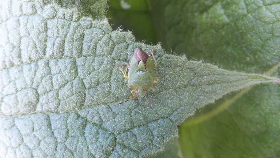 beetle, camouflage, leaf, green, day, nature, plant, green color HD wallpaper