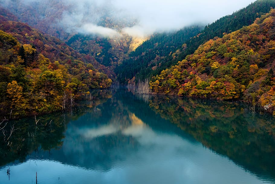 body of water surrounded by trees, river between forested mountain during daytime HD wallpaper