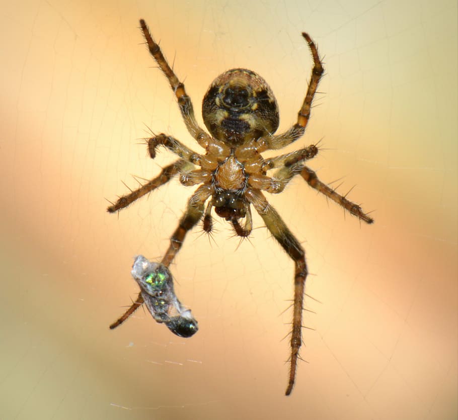 spin, bug, macro, prey, animal, animal themes, animal wildlife HD wallpaper