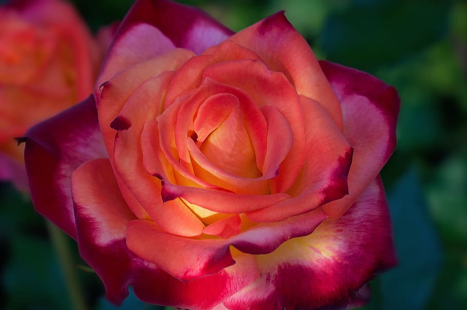 selective focus photograph of red rose, orange red, flower HD wallpaper
