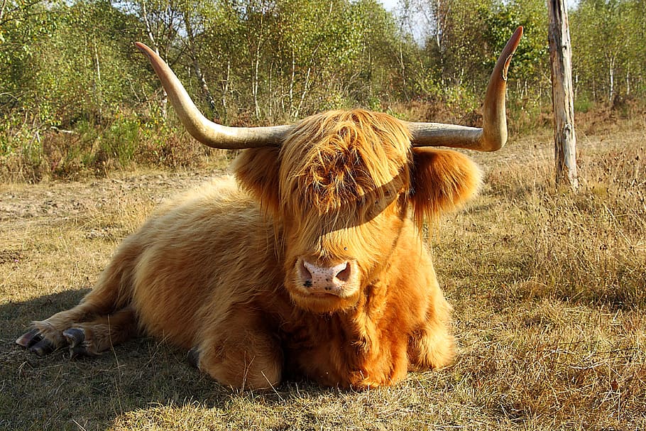 Highland, Beef, Cow, Horns, Animal, highland beef, scotland, HD wallpaper
