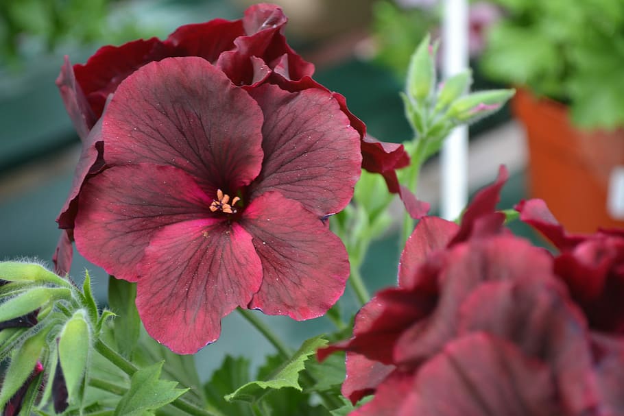 flower, red, bright, spring, flowering plant, fragility, vulnerability HD wallpaper