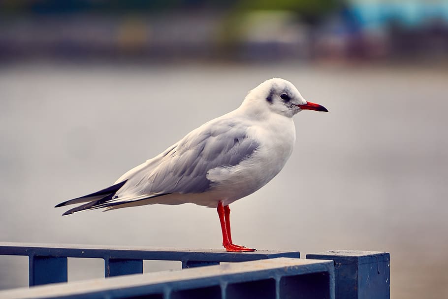 bird, seagull, animal, close up, animal themes, animal wildlife HD wallpaper