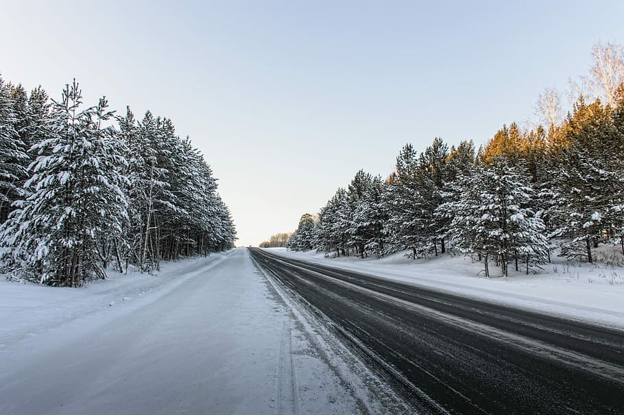 Road, Forest, Pine, Track, winter, cold temperature, snow, tree HD wallpaper