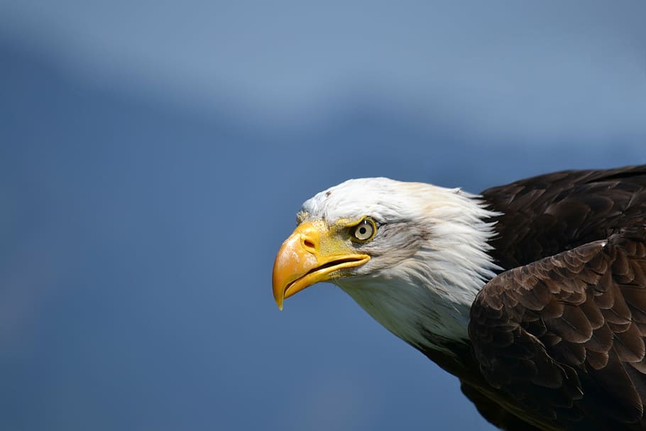 bald eagle taken during daytime, white tailed eagle, adler HD wallpaper