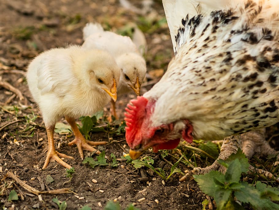 Cute Mama Hen and Chicks 🐓 Mother Hen Protecting Chicks 🐤 Baby