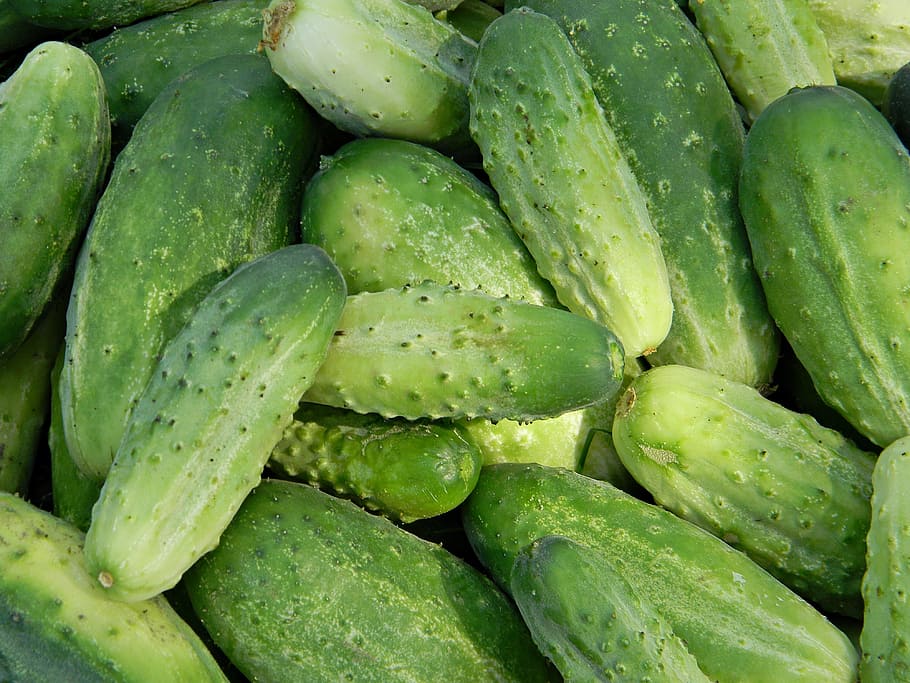 Cucumbers, Garden, Fresh, green, healthy food, cook, a collection of HD wallpaper