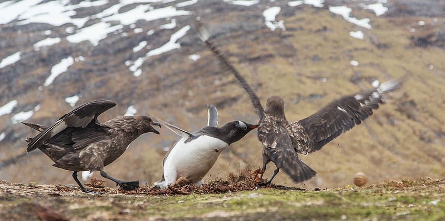 three birds perches on grass near mountain, wings, eagle, attacking HD wallpaper