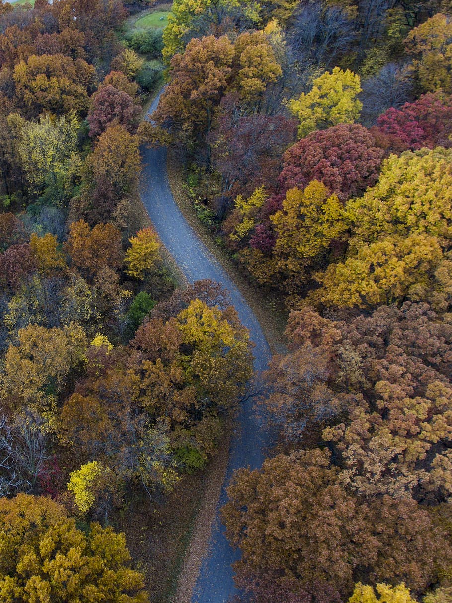 aerial photography of empty road, aerial photo of trees near roadway HD wallpaper