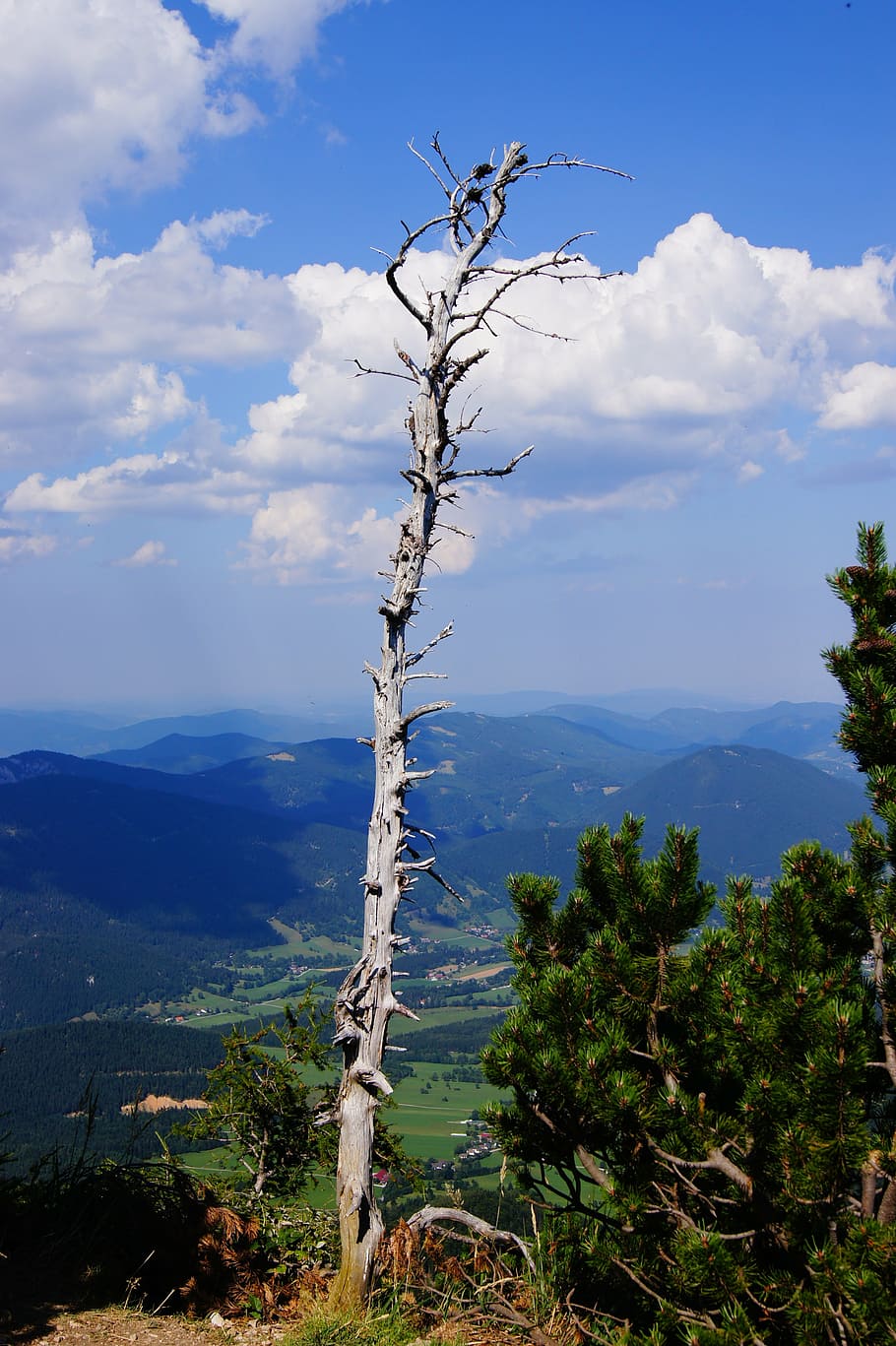 gnarled, tree, arid, branches, sky, cloud - sky, beauty in nature HD wallpaper