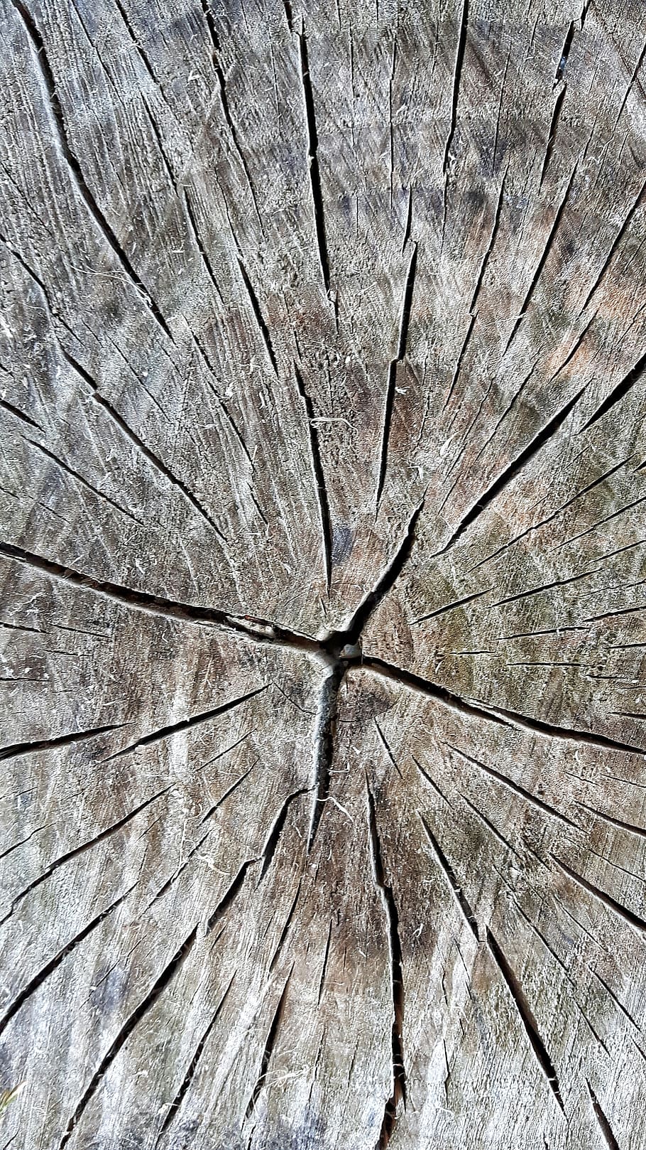 wood, node, texture, plant, fruit, table, full frame, backgrounds HD wallpaper