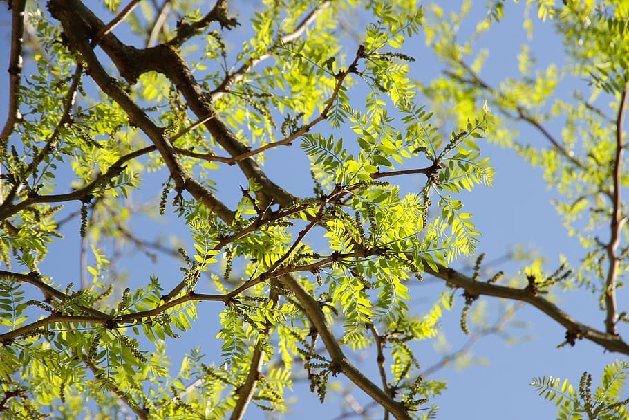 tree, leaf, nature, light, spring, mood, green, forest, plant HD wallpaper
