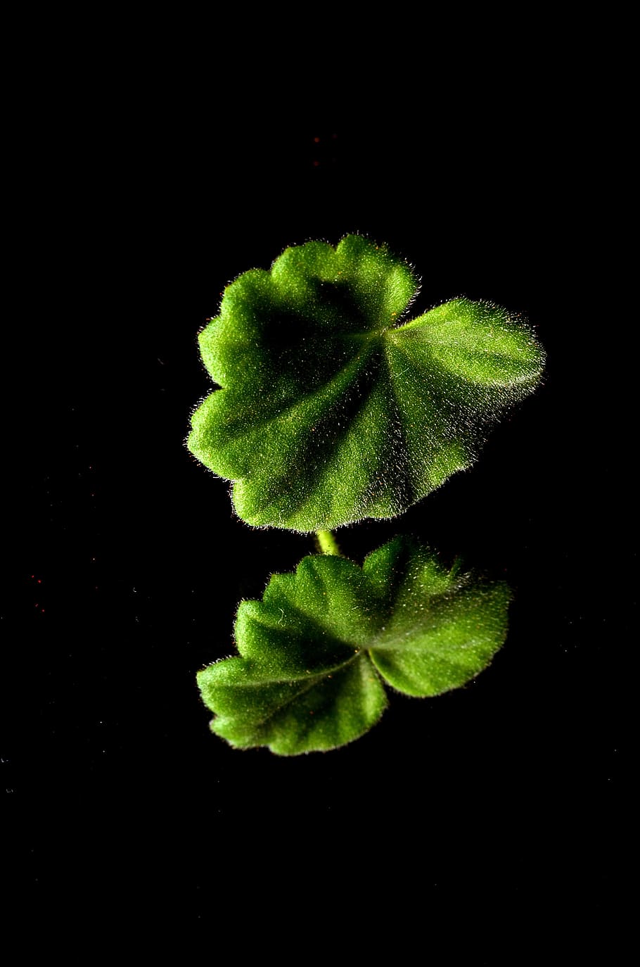 leaf, green, plant, studio shot, black background, green color HD wallpaper