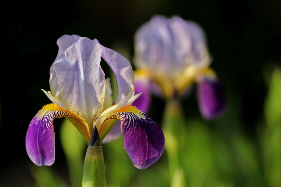 iris, purple, yellow, green, spring, growth, close, bright HD wallpaper