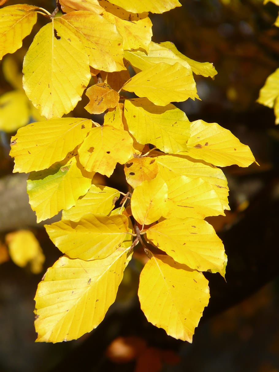 beech, fagus sylvatica, deciduous tree, golden autumn, golden october HD wallpaper