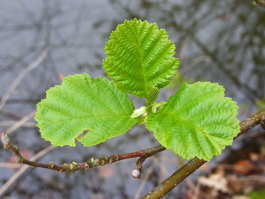 spring, leaves, plant, tree, nature, forest, leaf, plant part HD wallpaper