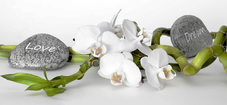 two gray stones and white flowers, orchid, orchid flower, bamboo, HD wallpaper