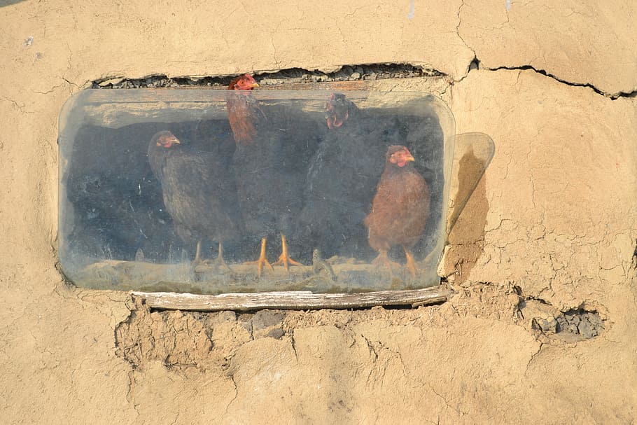 Chicken, Farmyard, Poultry, funny, window, reflection, bad condition HD wallpaper
