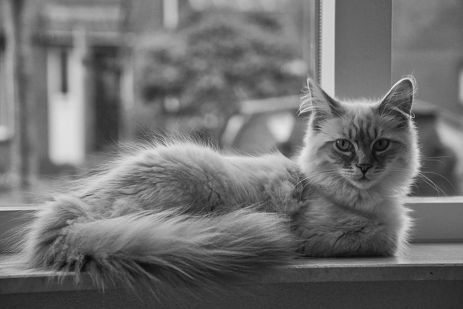 cats, pet, domestic, pets, domestic animals, mammal, domestic cat HD wallpaper