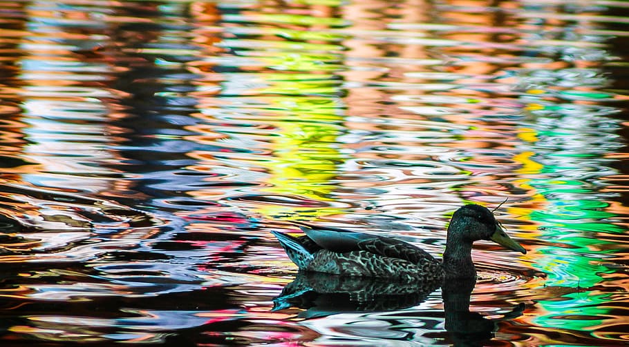 duck on body of water with ripples, mallard duck, bird, madárféle, HD wallpaper