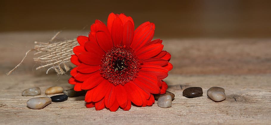 Gerbera, Flower, Blossom, Bloom, red, red flower, plant, decorative stones HD wallpaper