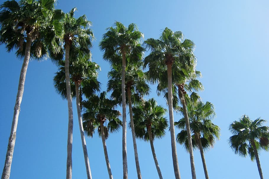 green coconut palm trees, florida, vacation, summer, blue sky HD wallpaper