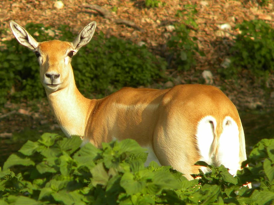 deer, doe, forest, woods, animal, nature, animal themes, animal wildlife HD wallpaper