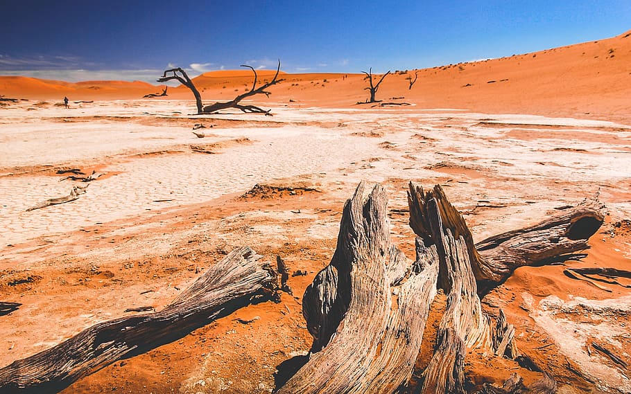 drift wood on desert place at daytime, photo of desert, Sossusvlei