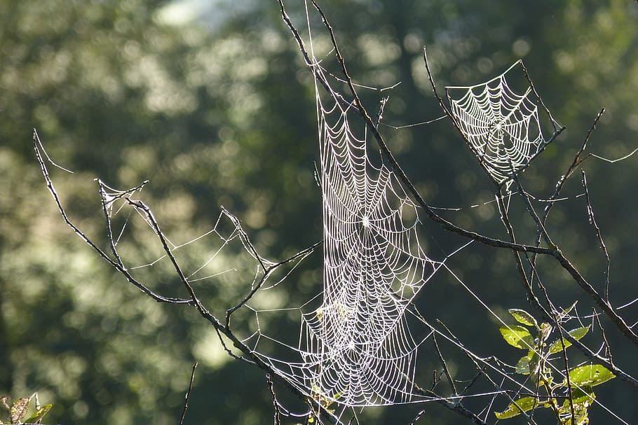 spider webs, cobwebs, tender, back light, dew, moist, nature HD wallpaper