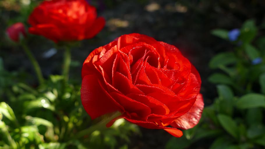 Ranunculus, Blossom, Bloom, Spring, red, flower, close, petal HD wallpaper