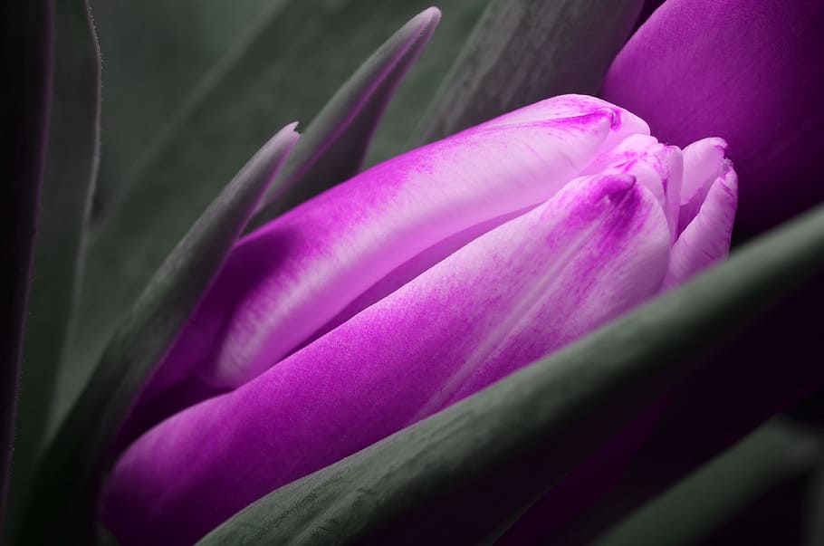 purple Tulips flower, plant, freshness, vulnerability, fragility HD wallpaper