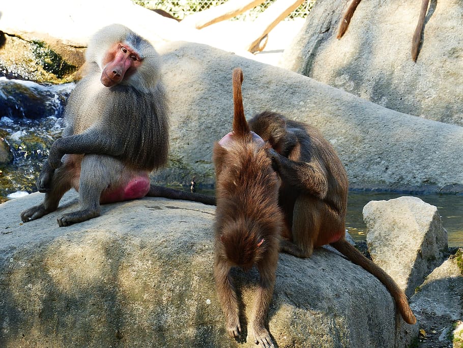 Baboon, Hamadryas, Primates, old world monkey, sit, monkey males HD wallpaper