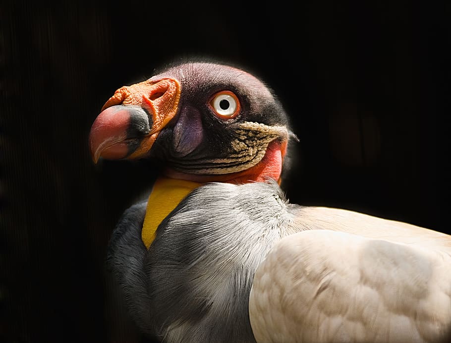 dodo bird, vulture, king vulture, colour, beautiful, wildlife, HD wallpaper