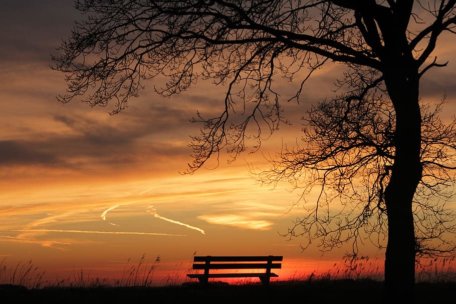 silhouette of bench near tree at golden hour, sunset, nature HD wallpaper