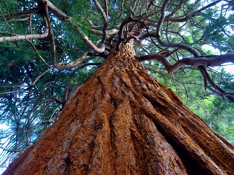 wood, landscape, nature, leaves, environment, low angle shot HD wallpaper