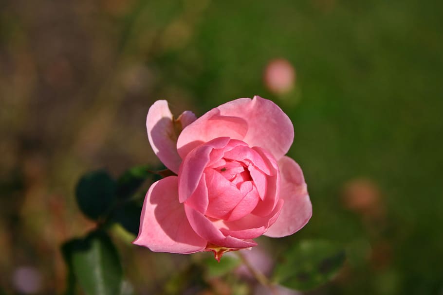 Rose, Pink, Plant, Nature, Blossom, bloom, rose bloom, flowers, HD wallpaper