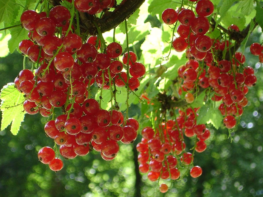 red currant, ribes rubrum, berry, fruit, eat, food, food and drink HD wallpaper