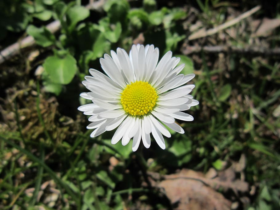 Daisy, Spring, Sun, Bloom, Flower, White, small, tender, alone HD wallpaper