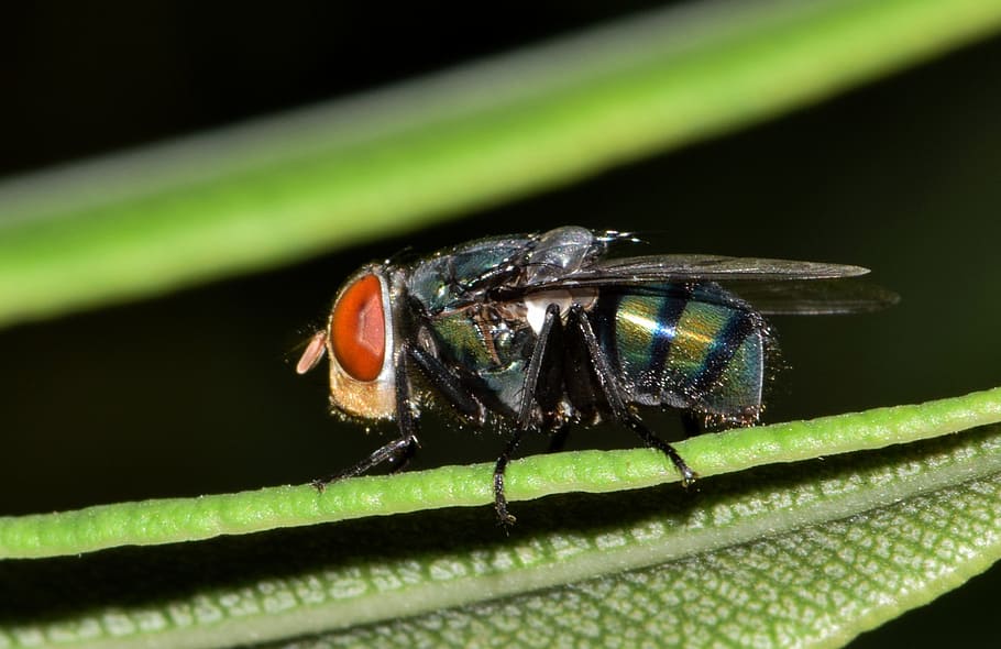 close-up photo of green and black bottle fly, Housefly, Insect HD wallpaper