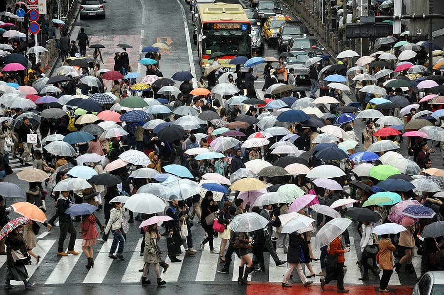 people using umbrella while crossing on road, group of people with umbrellas on pedestrian lane during daytime HD wallpaper