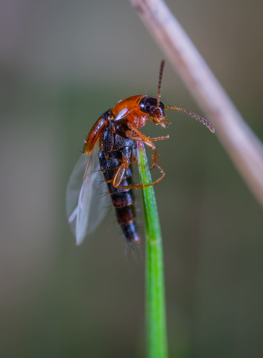 macro, insect, animal wildlife, invertebrate, animals in the wild HD wallpaper