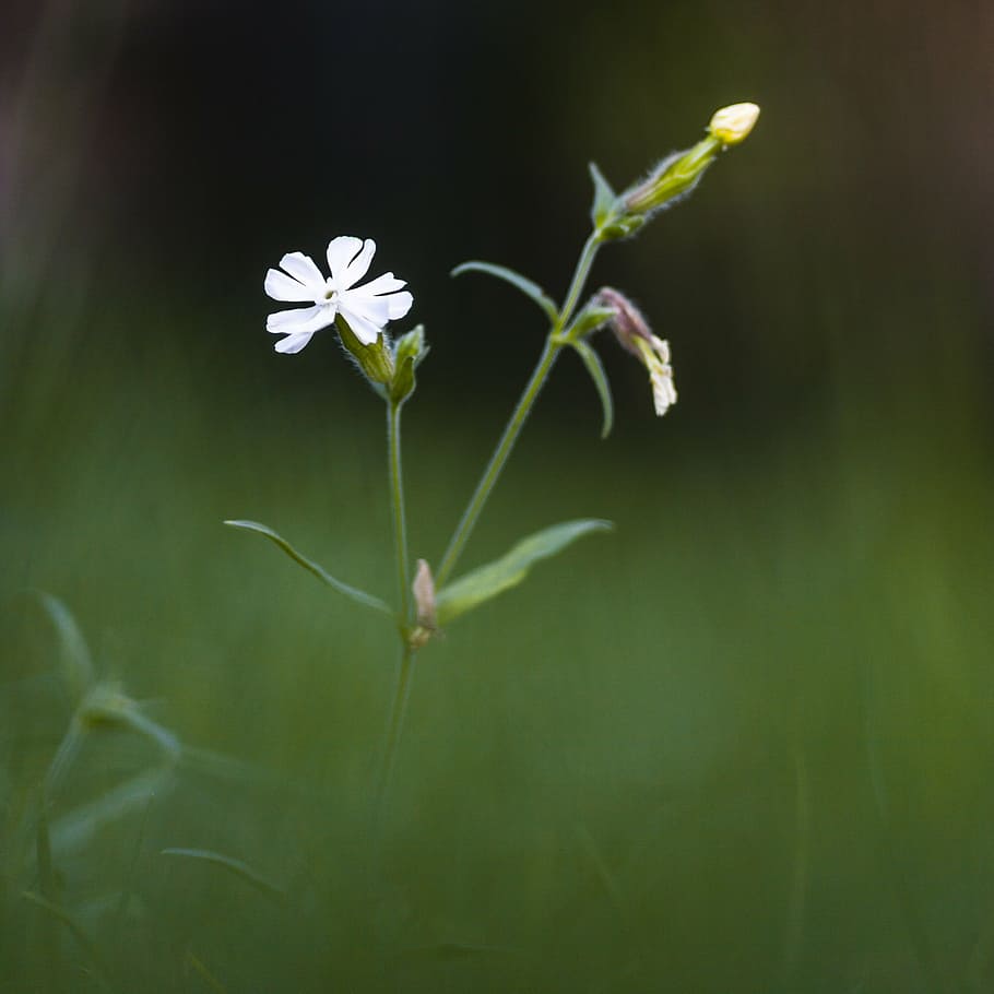 simple, flower, white, decoration, bright, florist, set, summer HD wallpaper