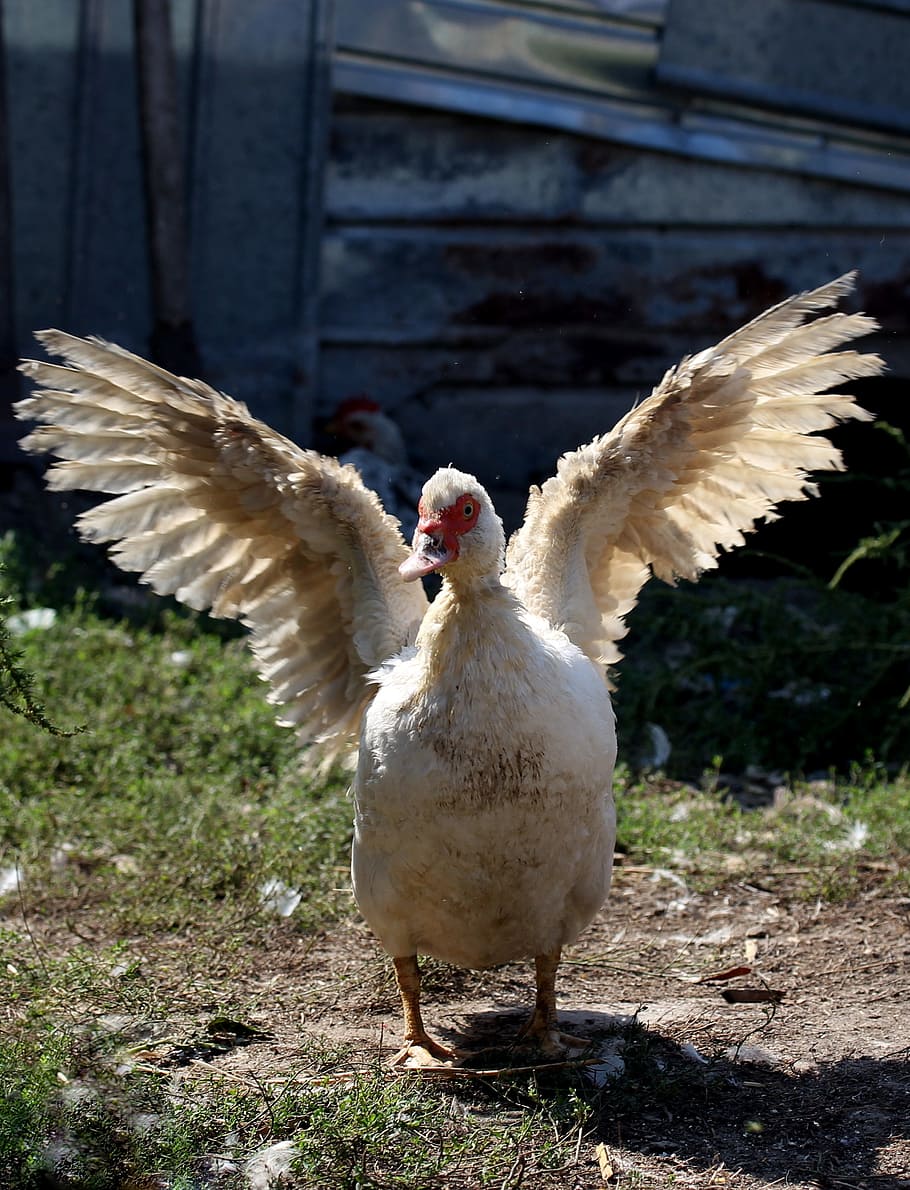rate, wings, lying, birds, white, animal themes, vertebrate HD wallpaper