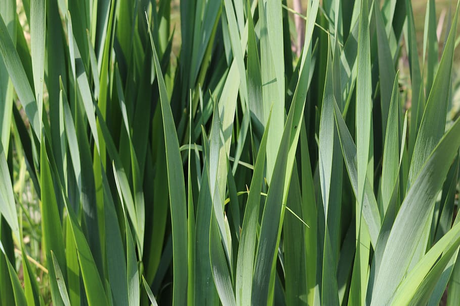 grass, green, nature, green color, growth, plant, backgrounds HD wallpaper