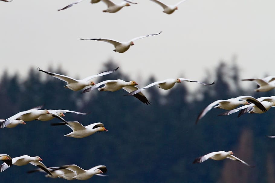 flying white migratory birds, geese, flock, group, wildlife HD wallpaper