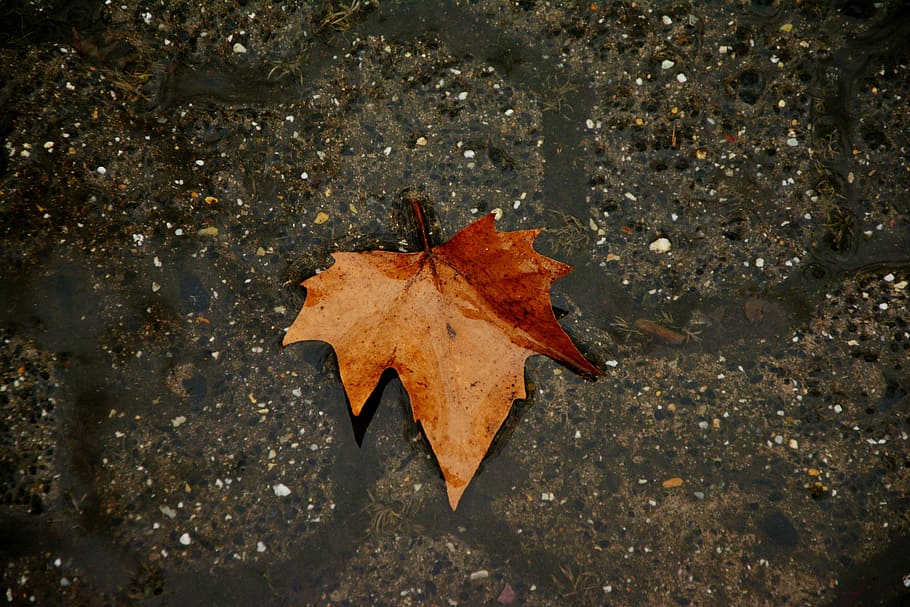 brown maple leaf on brown surface, autumn leaf, dark, rain HD wallpaper