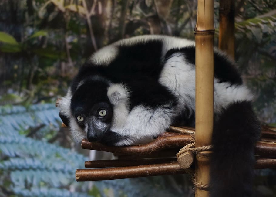 lemur, the zoo, animals, view, fur, pet, vacation, black and white HD wallpaper