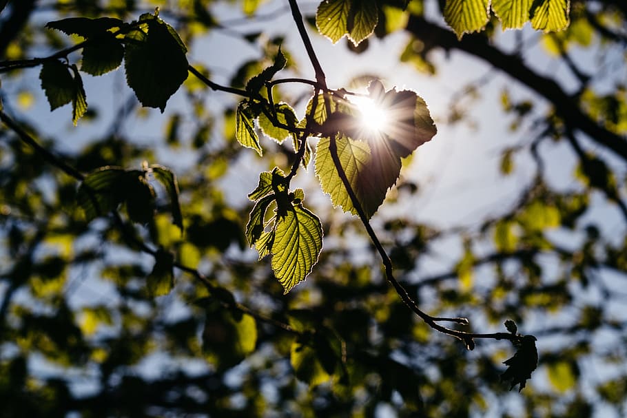 green, leaf, tree, plant, nature, sky, sunrise, sunshine, growth HD wallpaper