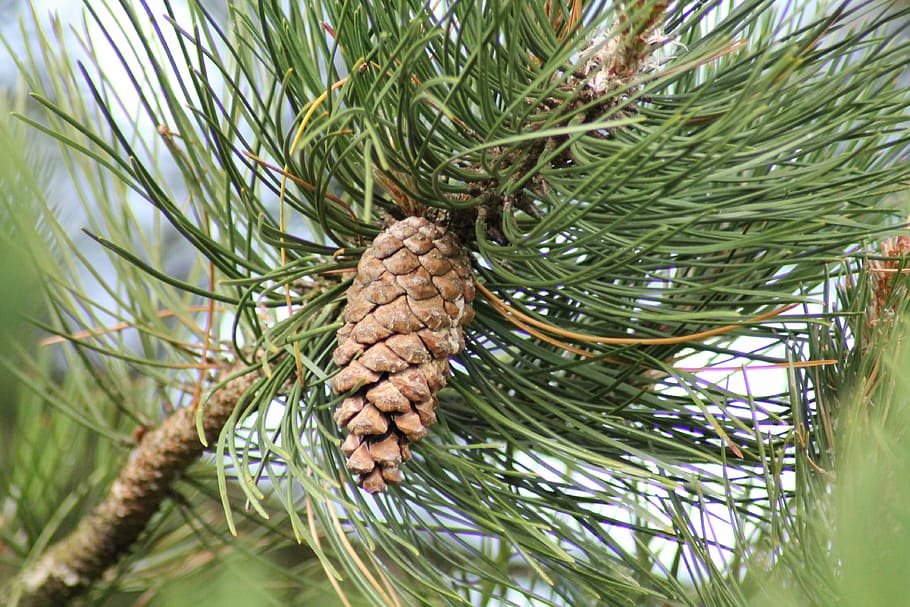 pinecone, fir, tree, pine cone, pine tree, green color, plant HD wallpaper